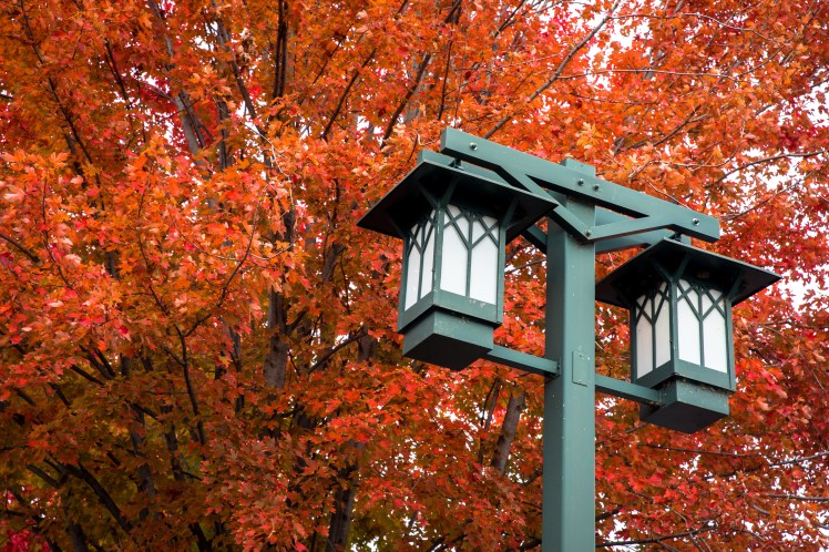 Red Pine Tree Leaves